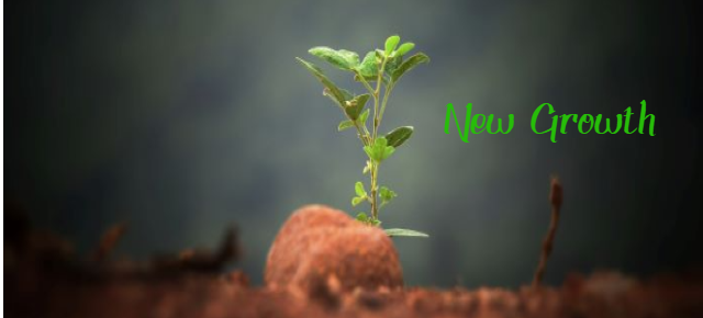 new-growth_sushobhan-badhai-lrpkl7oldl-unsplash The NRVC Announces Several Initiatives